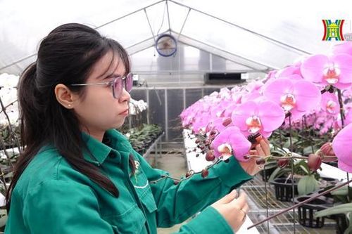 Vườn lan hồ điệp lớn nhất Hà Nội vào vụ Tết