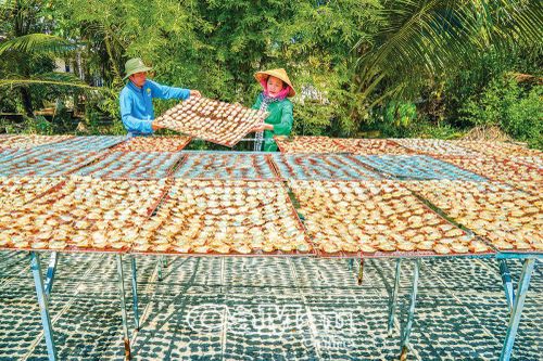 Tết đến - Lúa đầy sân, khô đầy giàn