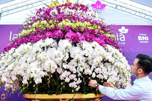 Ngắm chậu lan hồ điệp mạ vàng, cao 9 tầng ở Hà Nội