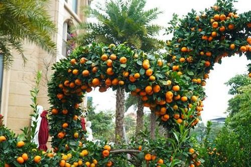 Độc đáo quýt cảnh hình rồng bay lượn bày bán trước thềm Tết Nguyên đán Giáp thìn