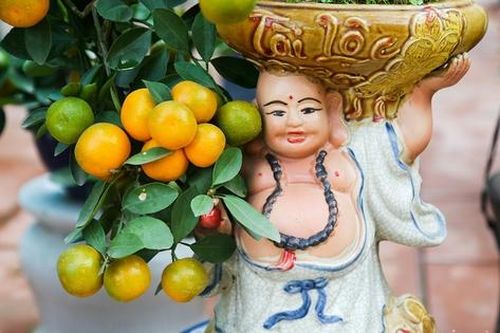 Quất mini giá hàng chục triệu vẫn hút người mua