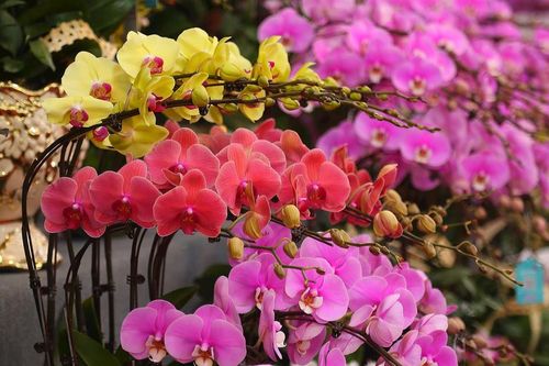 Hoa lan hồ điệp giá hàng chục triệu đồng 'xuống phố' dịp Tết