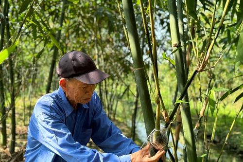 Nông dân Cần Thơ trở thành triệu phú nhờ trồng tre tứ quý