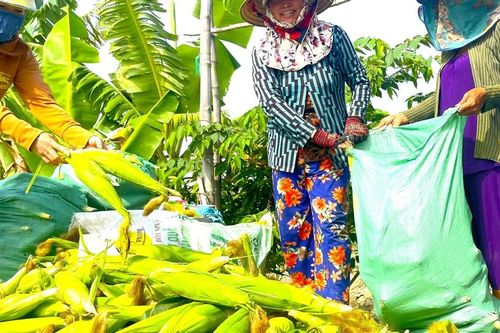 'Xóm bắp' Bạc Liêu ấm áp vào xuân