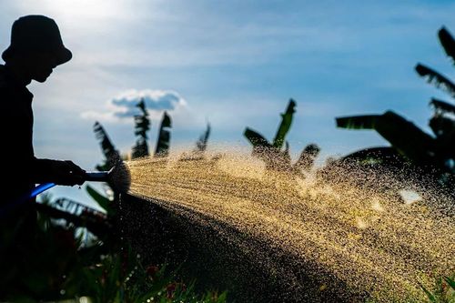Làng hoa chuẩn bị tết