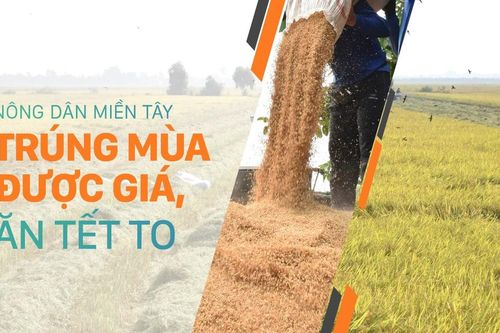 Nông dân miền Tây trúng mùa được giá, ăn tết to