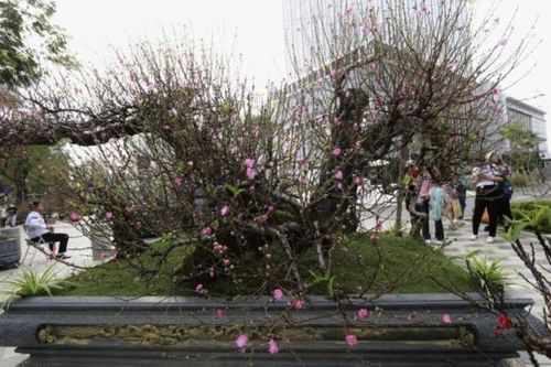 Đào rừng cổ thụ giá trăm triệu đồng xuống phố Hà Nội