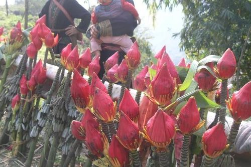 Hoa chuối rừng Sa Pa hút khách chọn mua chơi Tết