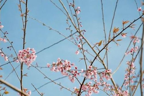 Hoa đào Măng Đen có gì đặc sắc mà du khách mong chờ đến vậy?