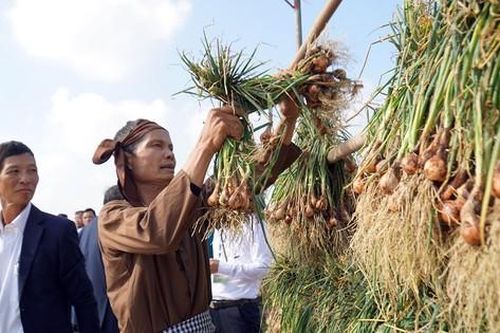 Hàng trăm người thi nhau nhổ hành, tỏi tranh giải ở Hải Dương