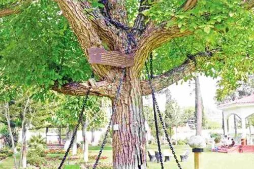 Cây đa 'tù tội' bị bắt giữ hơn một thế kỷ chưa được thả xích