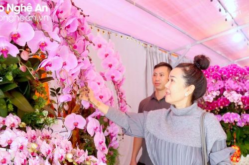 Customers willing to spend on high-priced orchids for Tet decorations
