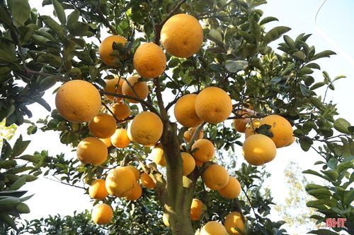 Đào thế, bưởi cảnh giá hàng chục triệu đồng 'rục rịch' xuống phố đón tết