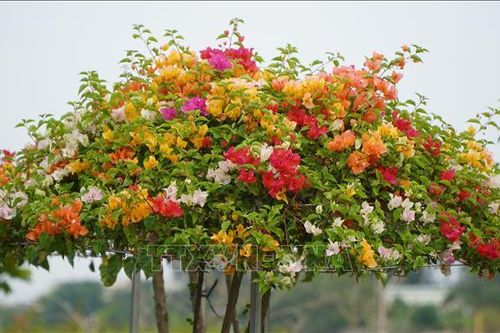 Hoa giấy Tân Dương hút hàng vào dịp Tết