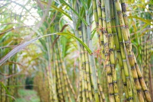 Mía đường Sơn La vượt kế hoạch lợi nhuận năm sau 2 quý
