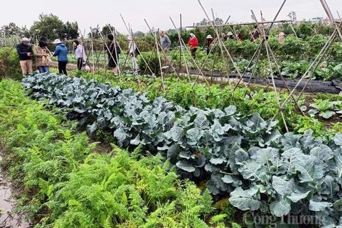 Việt Nam và Úc đẩy mạnh hợp tác thương mại và đầu tư nông nghiệp hữu cơ