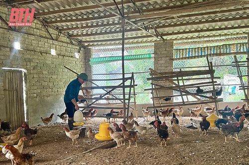 Mô hình triển vọng trong chăn nuôi gia cầm