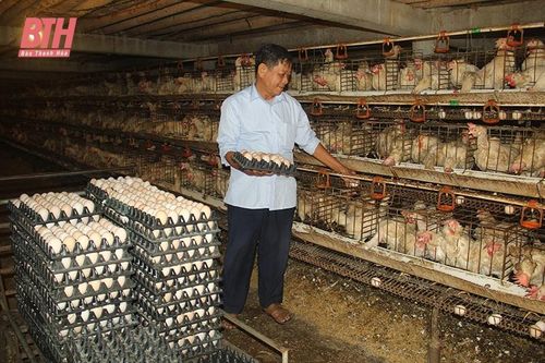 Cựu chiến binh làm giàu từ mô hình nuôi gà
