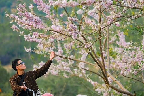 Đỗ mai nở rộ tô điểm sắc xuân cao nguyên Gia Lai
