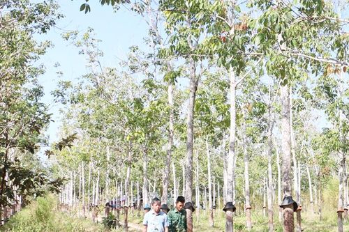 Trồng cao su trên đất rừng nghèo: Nhiều hệ lụy cần xử lý