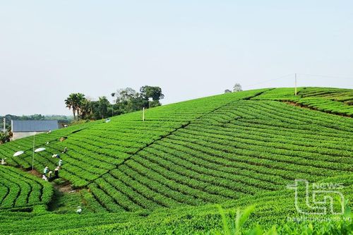 Bắt kịp xu hướng nông nghiệp hữu cơ