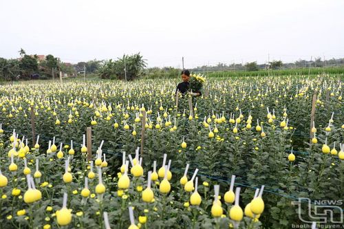 Làng hoa, làng rau hối hả vào vụ Tết
