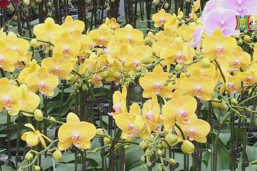 Thú chơi lan hồ điệp ngày Tết