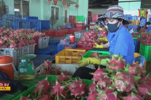 Đầu năm xuất khẩu rau quả đã đạt gần nửa tỷ USD