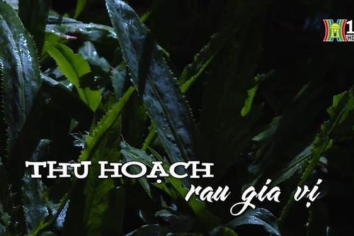 Thu hoạch rau gia vị | Nhịp sống Hà Nội | 21/01/2024
