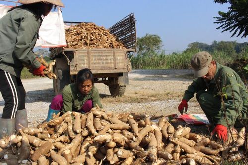 Nông dân Quảng Hòa thu nhập cao từ trồng sắn