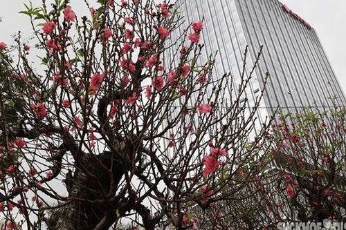 Đào rừng 'khủng' giá hàng trăm triệu xuống phố