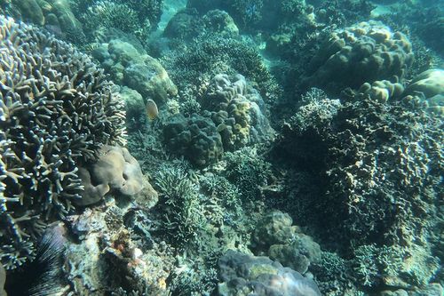 Rạn san hô trong vịnh Nha Trang phục hồi tốt
