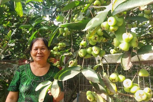 Vườn mận hơn 20 năm tuổi giúp lão nông thu trăm triệu mỗi năm