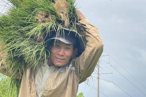 Quảng Ngãi: Kiệu được mùa nhưng rớt giá