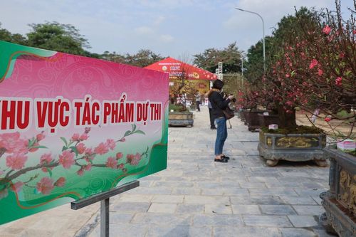 Chào tuần mới: 'Mở hội' hoa đào
