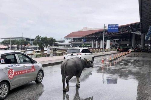 Trâu 'đi lạc' lên tầng 2 nhà ga T1 sân bay Nội Bài