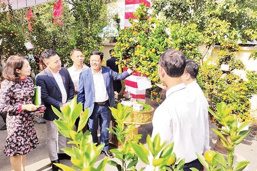 Tôn vinh nghệ nhân trồng đào, quất