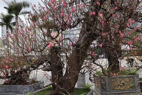 Đào cổ thụ trăm triệu xuống phố 'ngóng' đại gia chơi Tết