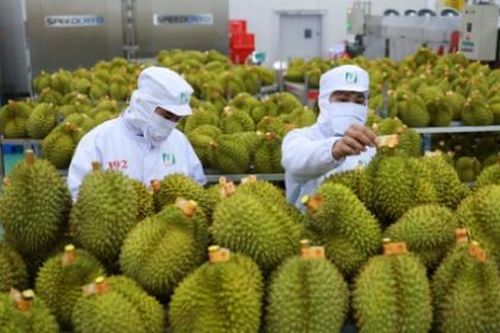 Vì sao sầu riêng Việt Nam bị EU kiểm tra thuốc trừ sâu?