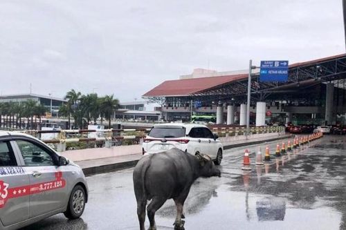 Bất ngờ hình ảnh trâu 'đi lạc' vào cảng hàng không quốc tế Nội Bài