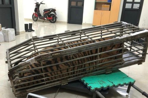 Truy đuổi đối tượng chở hổ sống đi tiêu thụ