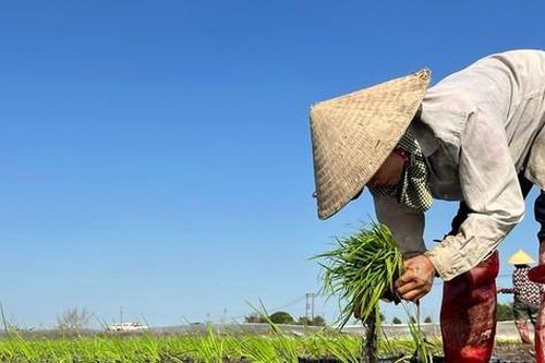 Cận Tết đi 'bán mặt cho đất, bán lưng cho trời' kiếm nửa triệu mỗi ngày