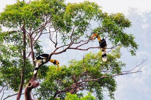 Về Vườn quốc gia Cát Tiên khám phá thiên nhiên hoang dã