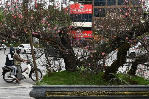 Bộ đôi đào thế khủng gốc ghép đào rừng, giá thuê 200 triệu đồng