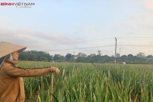 Người trồng hoa Quảng Ninh thấp thỏm lo vụ Tết