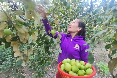 Trồng táo đại bán dịp Tết, nông dân huyện Quỳ Hợp thu hàng trăm triệu đồng mỗi vụ