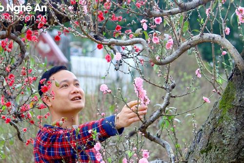 Đào, mai Tết bắt đầu 'đổ bộ' thành Vinh