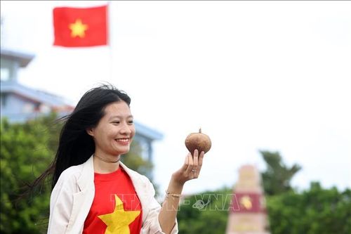 Độc đáo bàng vuông Trường Sa