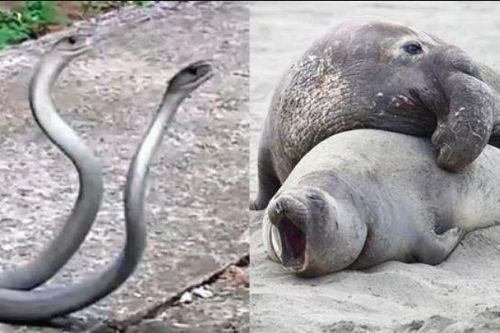 Bất ngờ với loài động vật có thời gian giao phối ngắn nhất, chỉ 1 giây
