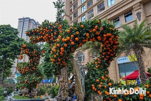 Quất cảnh tạo hình rồng chào đón Tết Giáp Thìn 2024